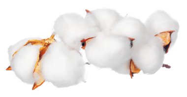 Beyaz arkaplanda pamuk çiçekleri