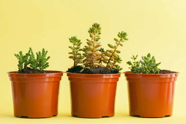 Planta Suculenta Sobre Fondo Amarillo —  Fotos de Stock