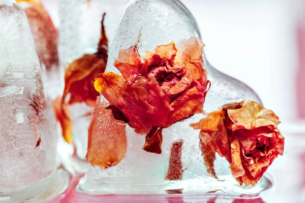Frozen rose in ice cube