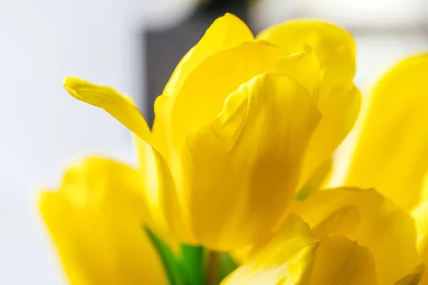 Close Image Yellow Tulip — Stock Photo, Image