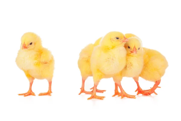 Группа Цыплят Изолирована Белом Фоне — стоковое фото
