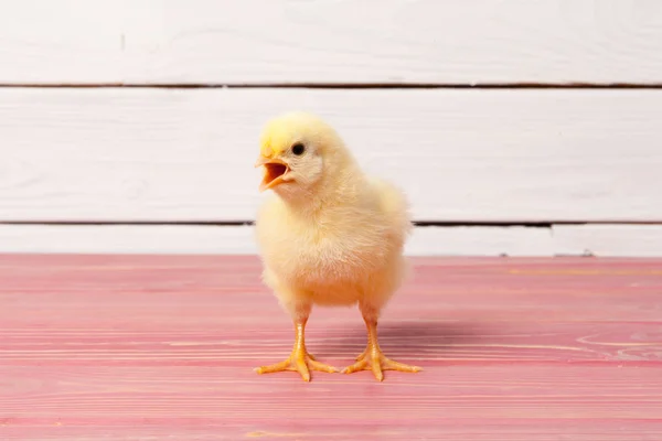 Klein Geel Kuiken Houten Tafel — Stockfoto