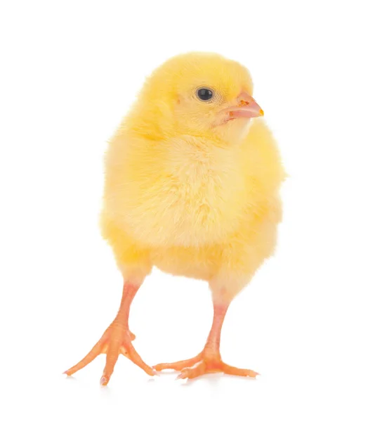 Симпатичная Маленькая Курица Изолирована Белом Фоне — стоковое фото