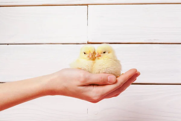 Hands Holding a Baby Chick