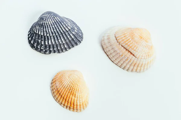 Shells Isolated White Background — Stock Photo, Image