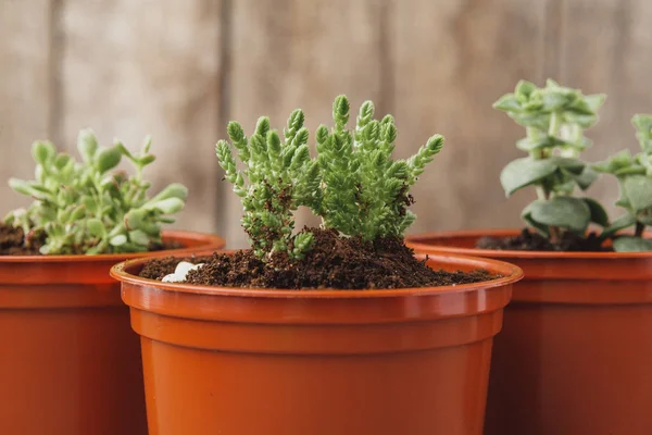Mini green succulent house plants in brown plastic pots — Stock Image Mini Green Succulent House Plants Brown Plastic Pots Stock Image