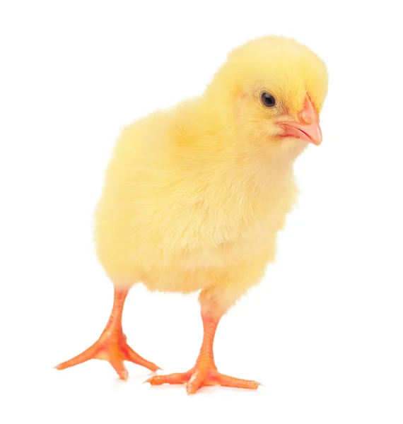 Söt Liten Kyckling Isolerad Vit Bakgrund — Stockfoto