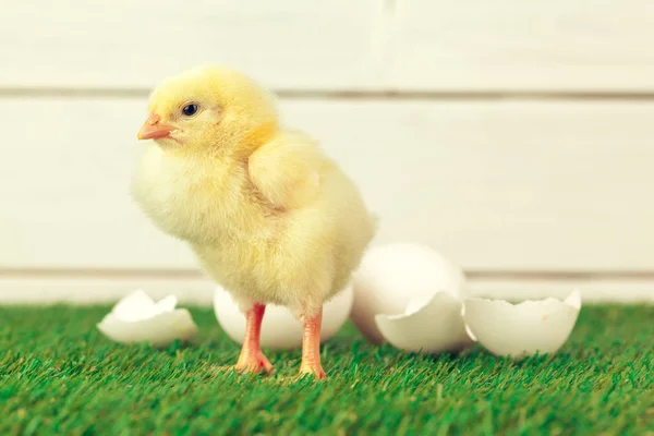 Kleines Huhn Auf Dem Gras — Stockfoto