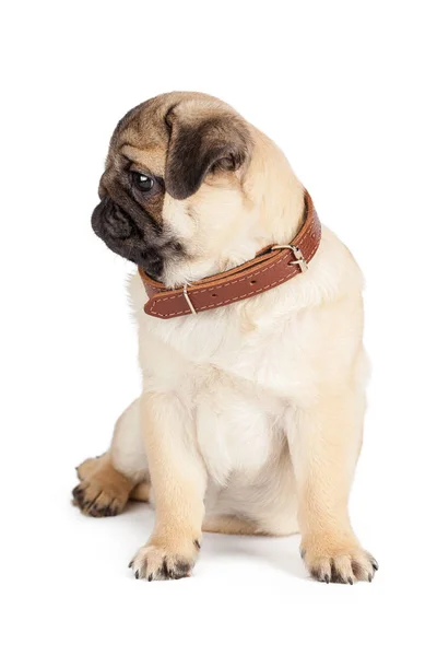 Pug Dog Isolado Fundo Branco — Fotografia de Stock