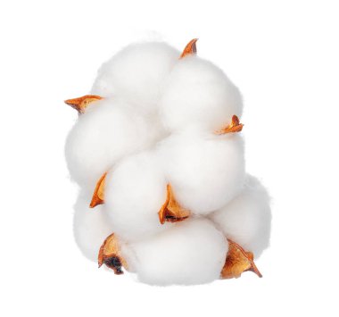 Beyaz arkaplanda pamuk çiçekleri
