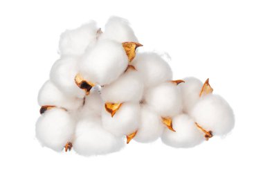 Beyaz arkaplanda pamuk çiçekleri