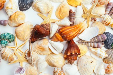 Deniz kabukları. doğa arkaplanı.