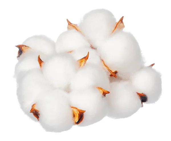 Cotton Flowers White Background — Stock Photo, Image