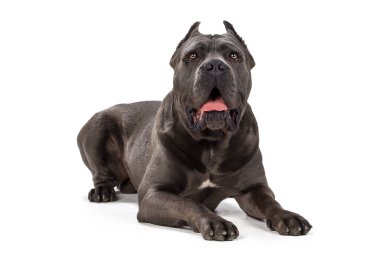 Beyaz arkaplanda Cane Corso köpeği