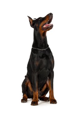 Doberman beyaz arkaplanda izole edildi