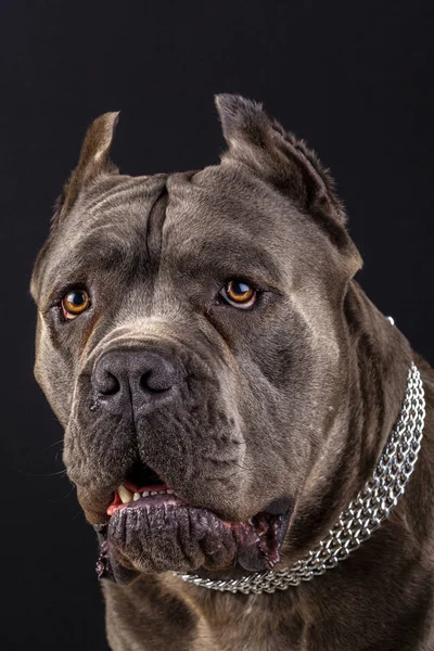 Cane Corso Portrét Studiu Černým Pozadím — Stock fotografie