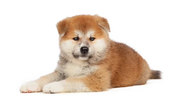 Akita Inu Puppy Hond Witte Achtergrond — Stockfoto