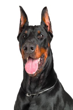 Doberman beyaz arkaplanda izole edildi