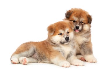 Beyaz arka planda Akita Inu yavru köpeği