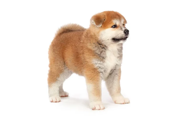 Akita Inu Puppy Hond Witte Achtergrond — Stockfoto