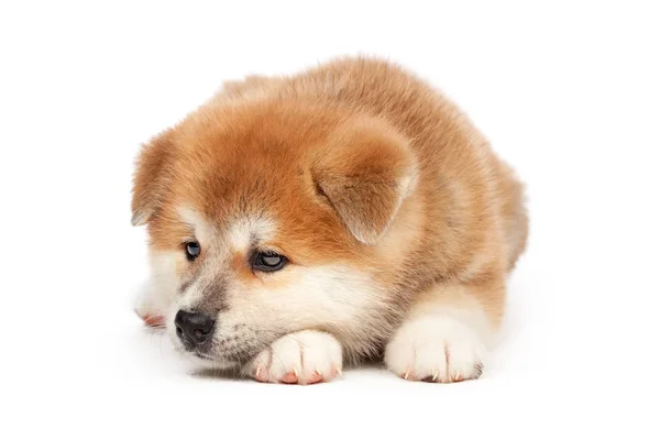 Akita Inu Cachorro Perro Sobre Fondo Blanco —  Fotos de Stock