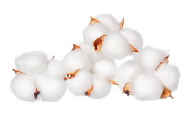 Beyaz arkaplanda pamuk çiçekleri