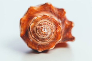 beyaz arkaplanda deniz kabuğu