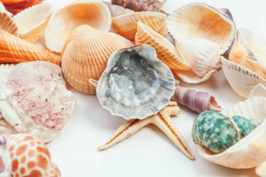 Beyaz arkaplanda izole edilmiş kabuklar