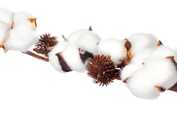 Flores Algodón Sobre Fondo Blanco —  Fotos de Stock
