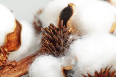 Olgun pamuk koza dalı Close-Up