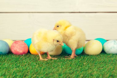 Yeşil çimlerde Paskalya yumurtası ve tavukları