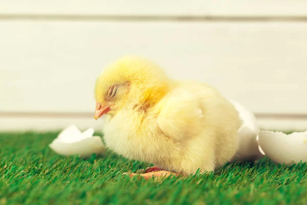 Kleines Huhn Auf Dem Gras — Stockfoto