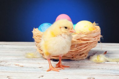 Tahta masada paskalya yumurtası taşıyan piliç.
