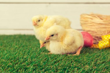 Yeşil çimlerde Paskalya yumurtası ve tavukları