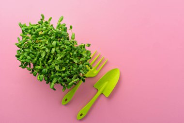 Pembe arka planda büyüyen mikro yeşil lahanalar, üst manzara