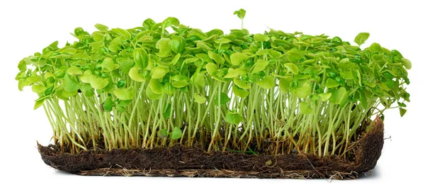 Micro germogli verdi di girasole isolati su bianco — Foto Stock