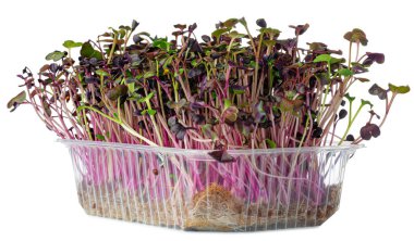 Beyaz üzerine izole edilmiş mikro yeşil turp filizleri