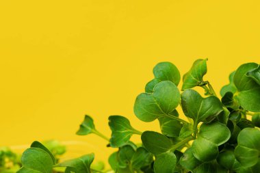 Mikro yeşil yapraklar sarı arkaplanı kapatır