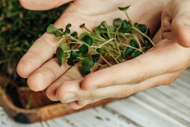 Mikro yeşil lahanaları tutan erkek eller, yaklaşın.