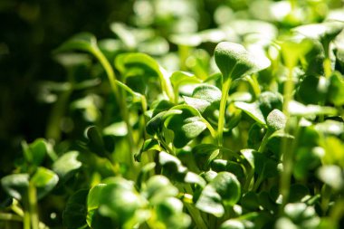 Salata mikro yeşillikleri gittikçe büyüyor.