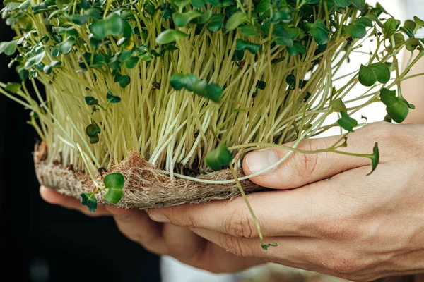 Mikro yeşil lahanaları tutan erkek eller, yaklaşın.