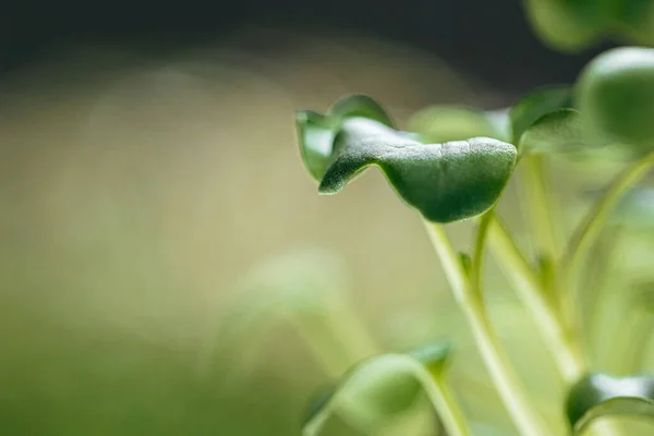Молоді зелені паростки мікрозеленого крупним планом — стокове фото
