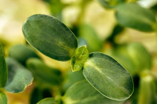 Close-up of young green sprouts of micro greens Royalty Free Stock Images