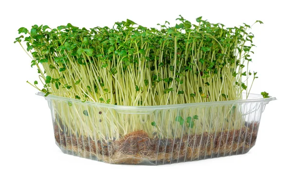 Mikro grüne Sprossen von Brunnenkresse Salat isoliert auf weiß — Stockfoto