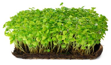 Beyaz üzerinde izole edilmiş mikro yeşil ayçiçeği filizleri.