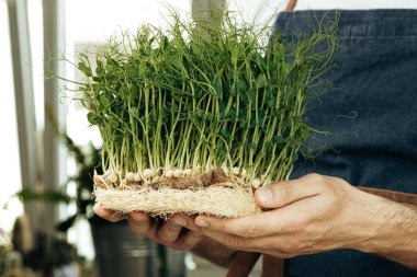 Mikro yeşil lahanaları tutan erkek eller, yaklaşın.