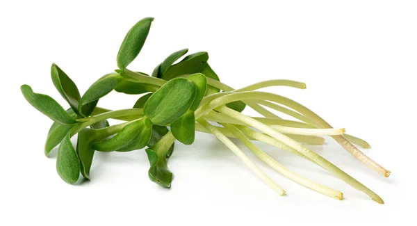 Manojo de micro brotes verdes aislados sobre fondo blanco — Foto de Stock