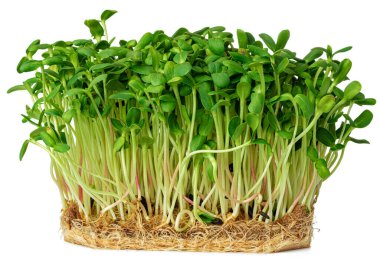 Borago 'nun mikro yeşil filizleri ya da beyaz üzerinde izole edilmiş salatalık otları.