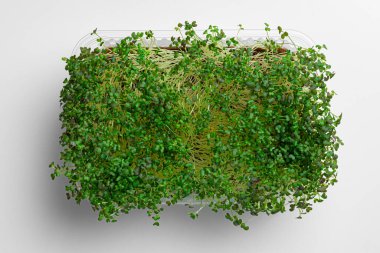 Beyaz arkaplanda büyüyen mikro yeşil filizler, üst görünüm