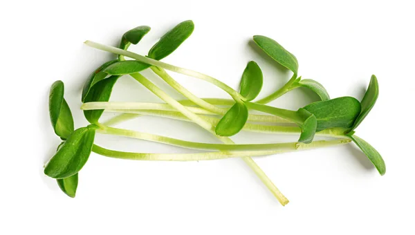 Ένα μάτσο μικρά πράσινα βλαστάρια που απομονώνονται σε λευκό φόντο — Φωτογραφία Αρχείου